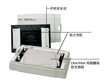 (l )Trans-Blot SDDӡ